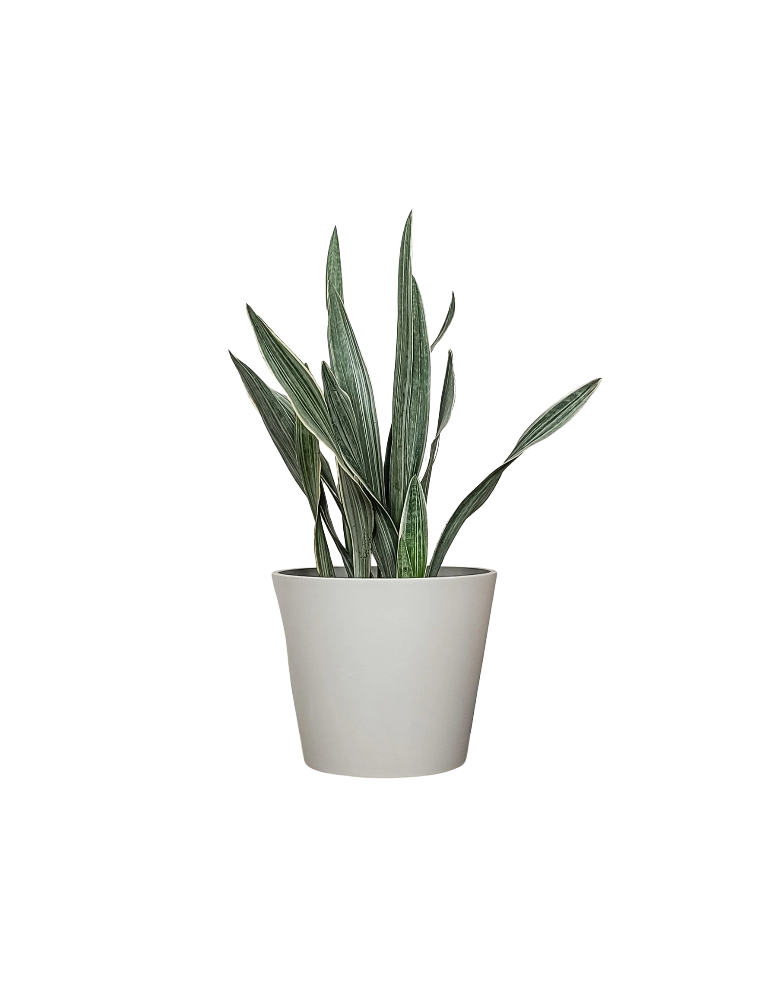 Plant -Sansevieria Sayuri | Tinez Farms