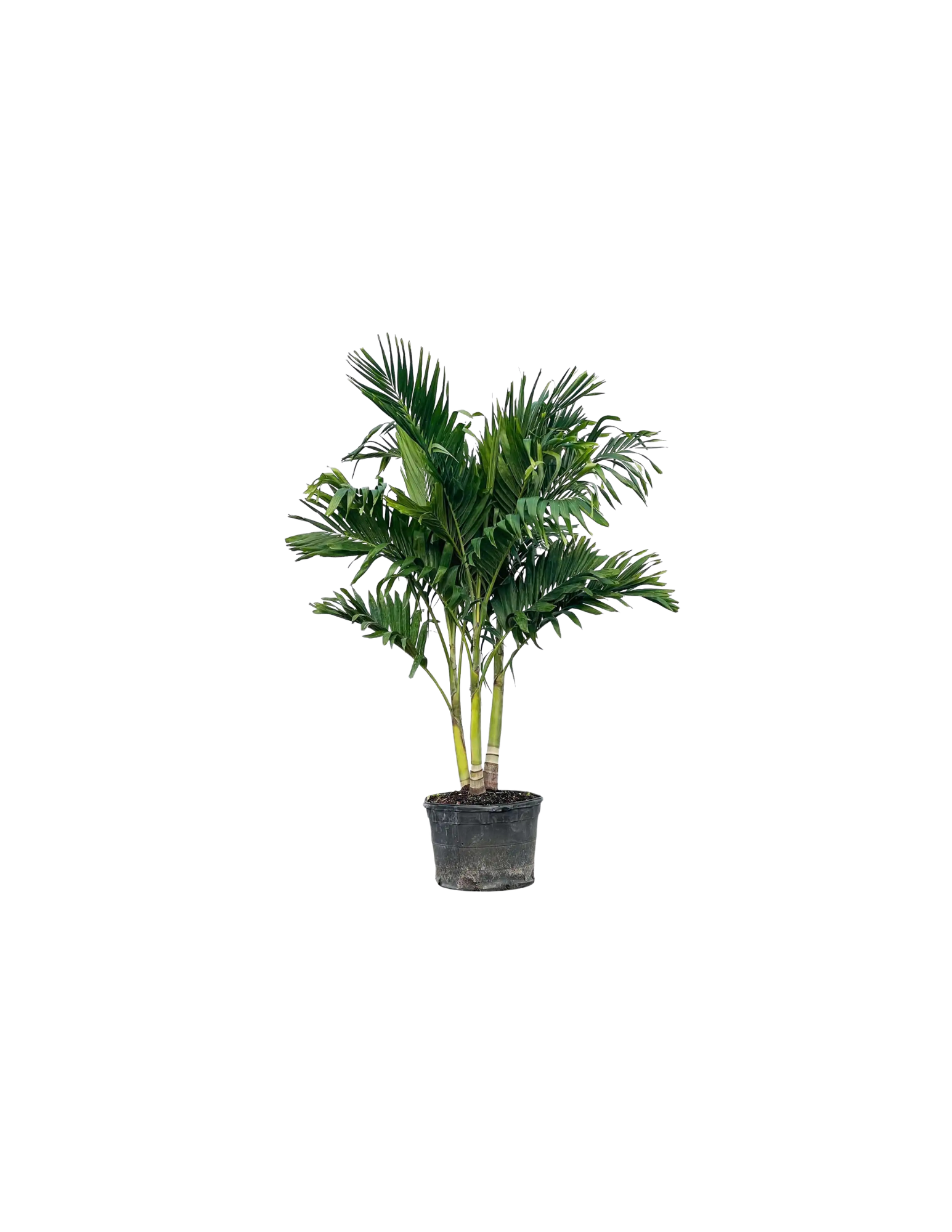 Palm - Christmas | Tinez Farms