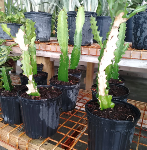 party cactus Cactus Foil Balloon
